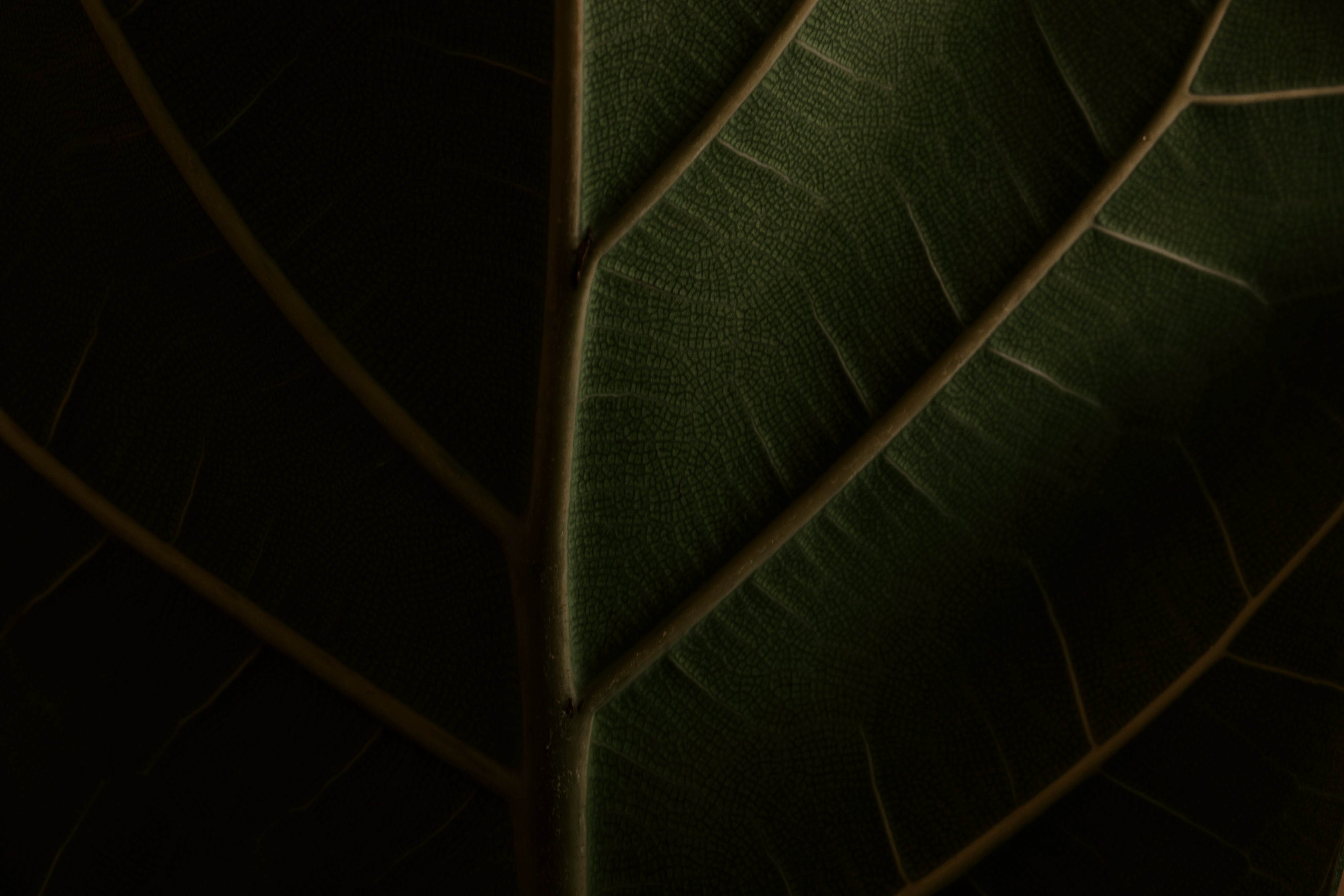 Texture of a green leaf very close-up for page decoration